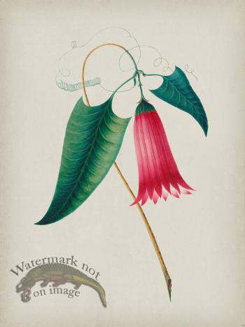 Andean Botanicals 012